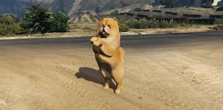 Preview of [Free] Chow Chow Add-On dog ped