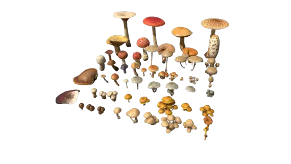 Preview of Free mushroom pack